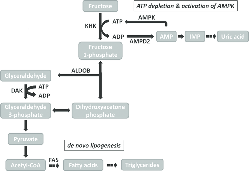 Fructose-metabolism-and-downstream-effects-ALDOB-aldolase-B-AMPD2-adenosine