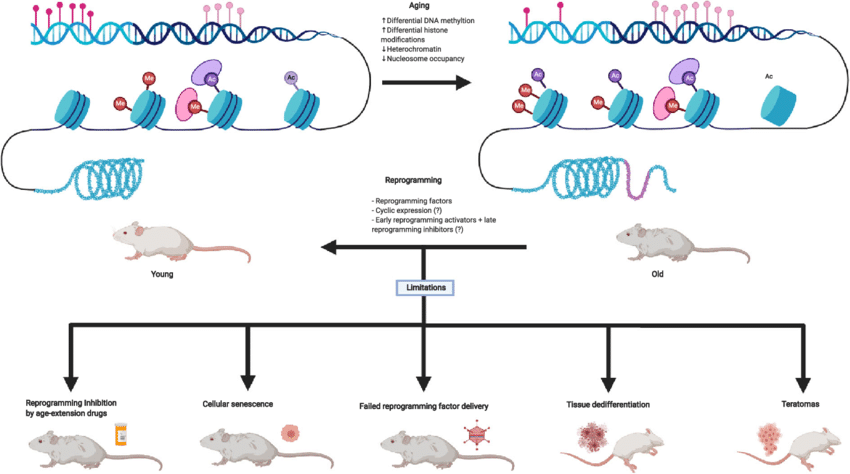 llustration-of-some-of-the-age-related-epigenetic-changes-and-the-limitations-and